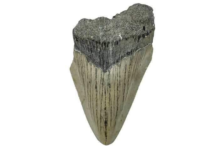 Bargain, Fossil Megalodon Tooth - Serrated Blade #295435